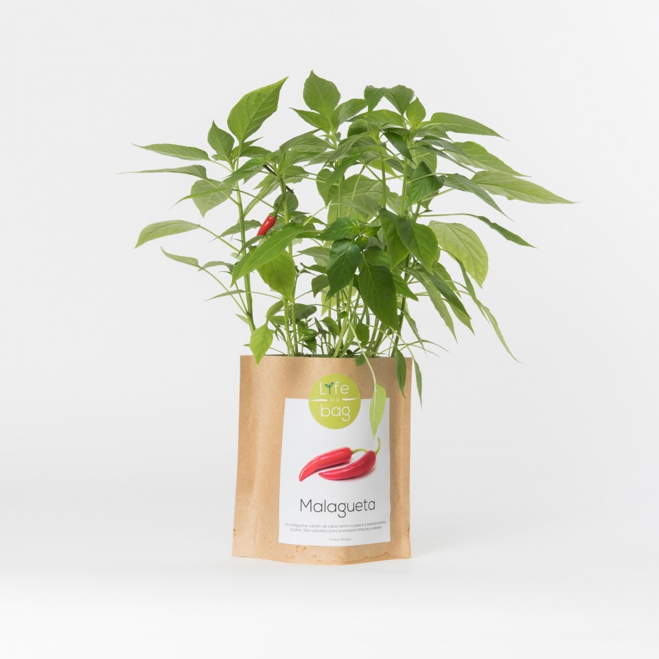 Grow Bag Malagueta