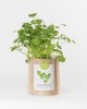 Grow Bag Coentros