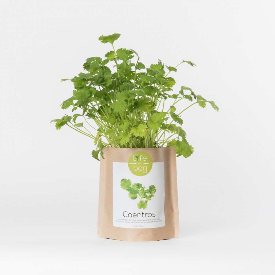 Grow Bag Coentros