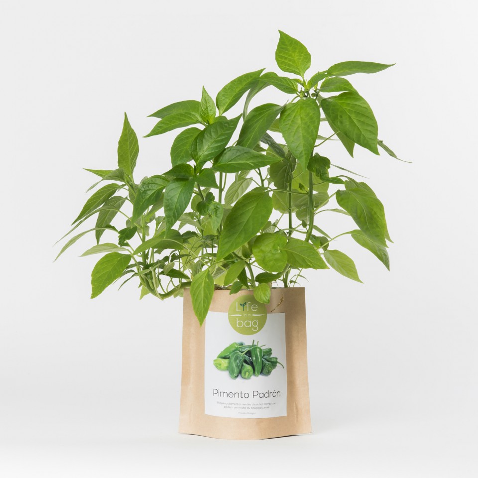 Grow Bag Pimentos Padrón