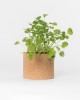 Grow CorK Pote Coentros