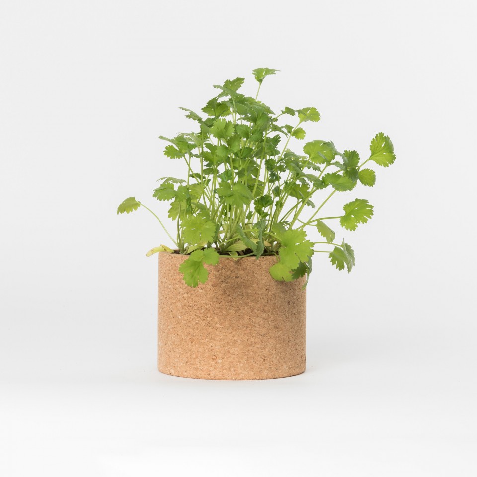 Grow CorK Pote Coentros