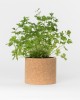 Grow CorK Pote Salsa